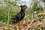 PINSCHER NAIN 136